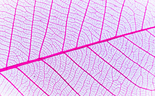 Pink leaf
