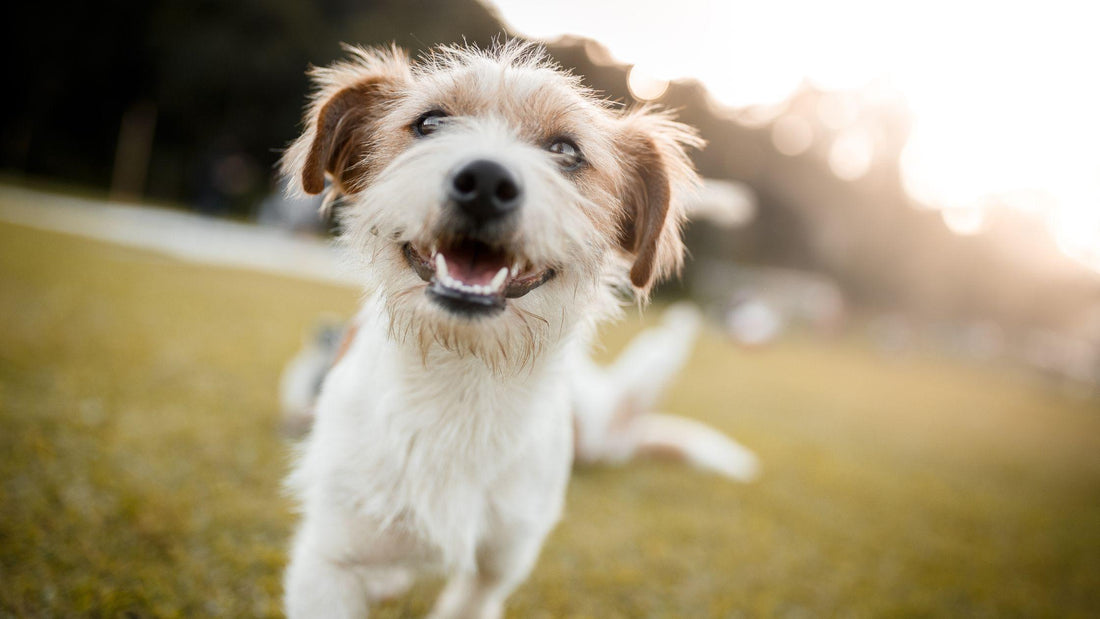 Dog smiling to camera in field