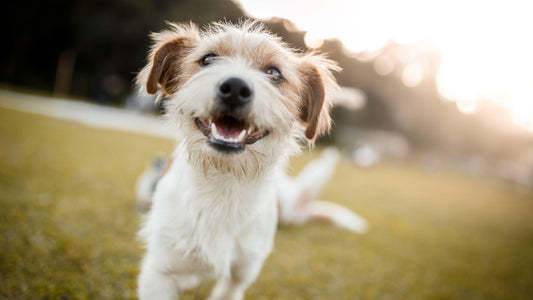 Dog smiling to camera in field