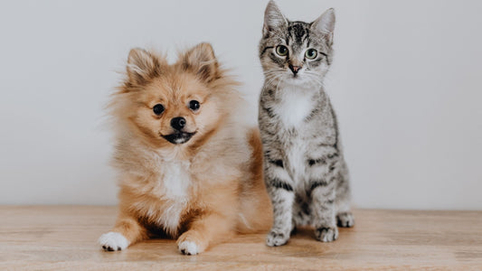 Can Essential Oils be Harmful to Pets?