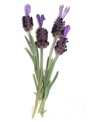 Sprig of lavender