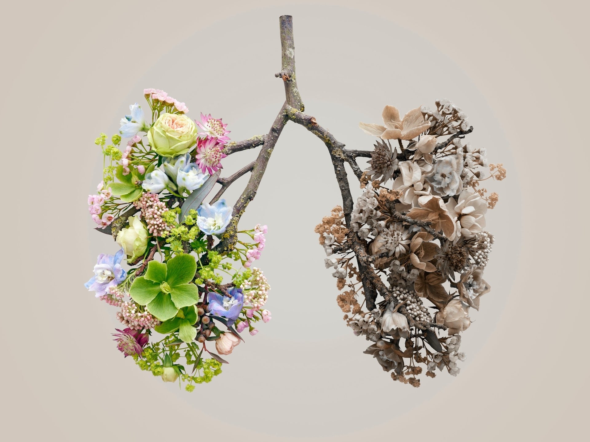 7 Essential Oils That Support a Healthy Respiratory System