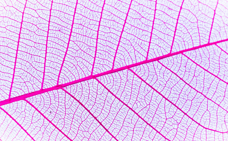 Pink leaf 