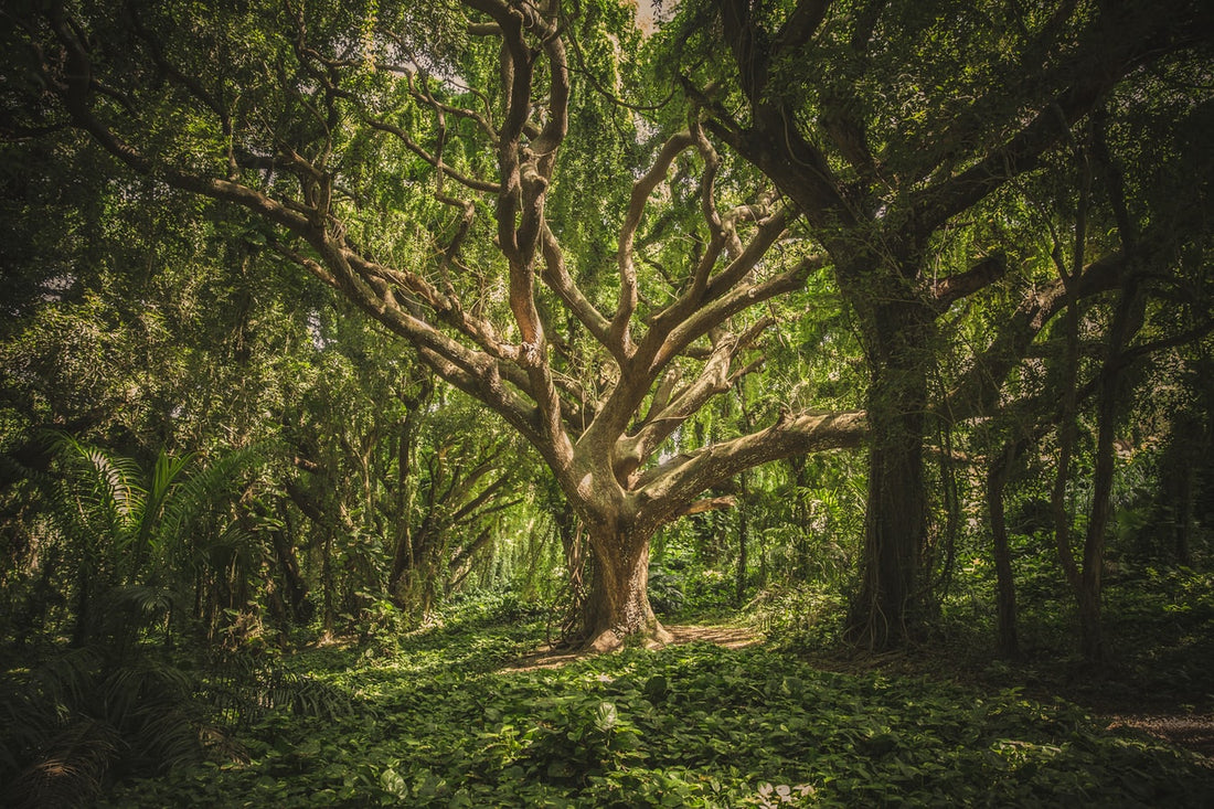 Copaiba essential oil is derived from the sap (or resin) of the copaiba tree, of which there are more than 70 identified species of copaiba trees, many of them located in Central and South America. 