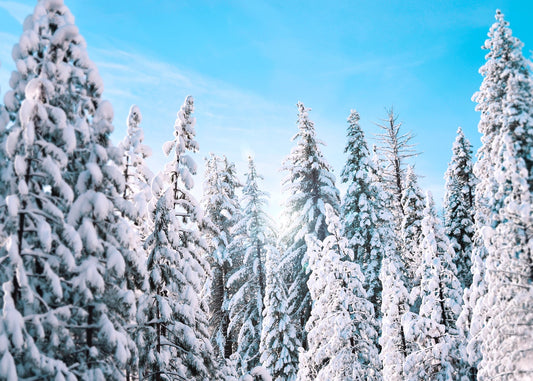 white fir trees in winter time from which white fir essential oil is extracted