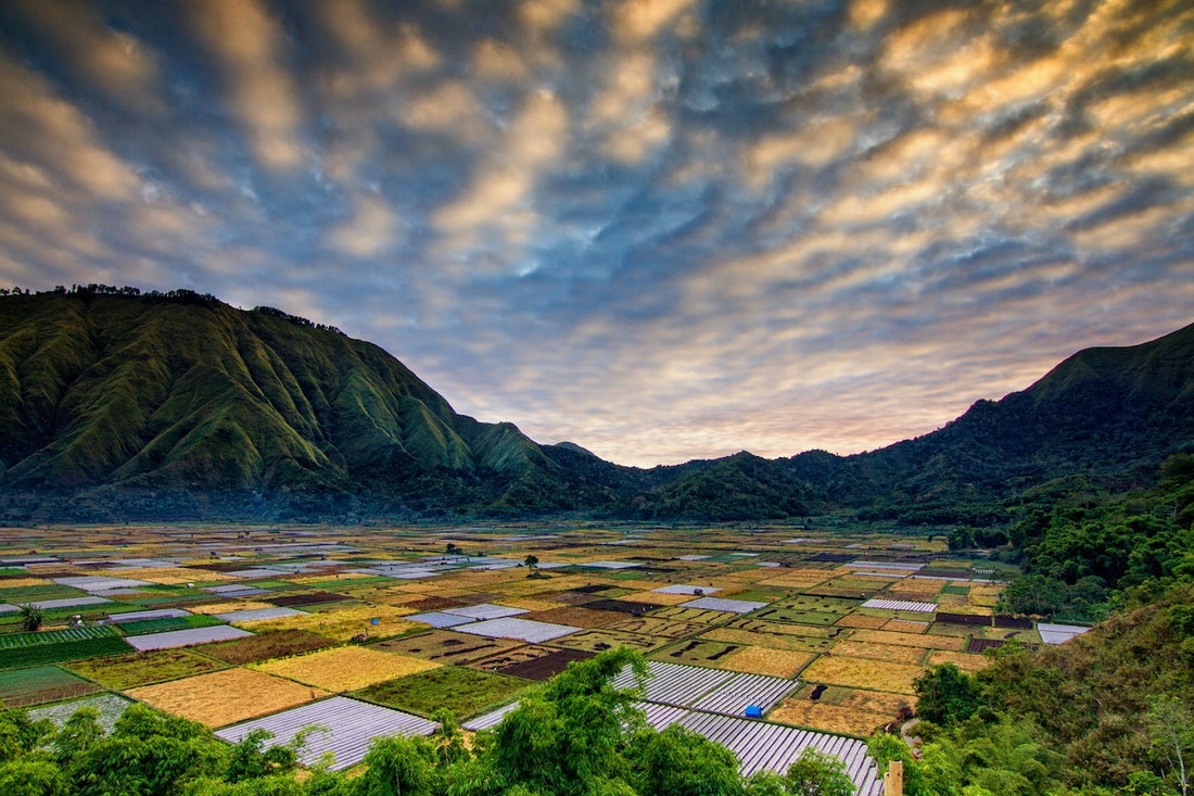 lush farm scene representing sustainable farming for earth friendly ingredients