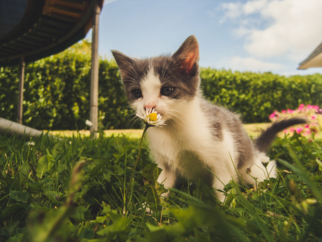 kitten smelling a flower representative of using nasal inhalers with essential oils