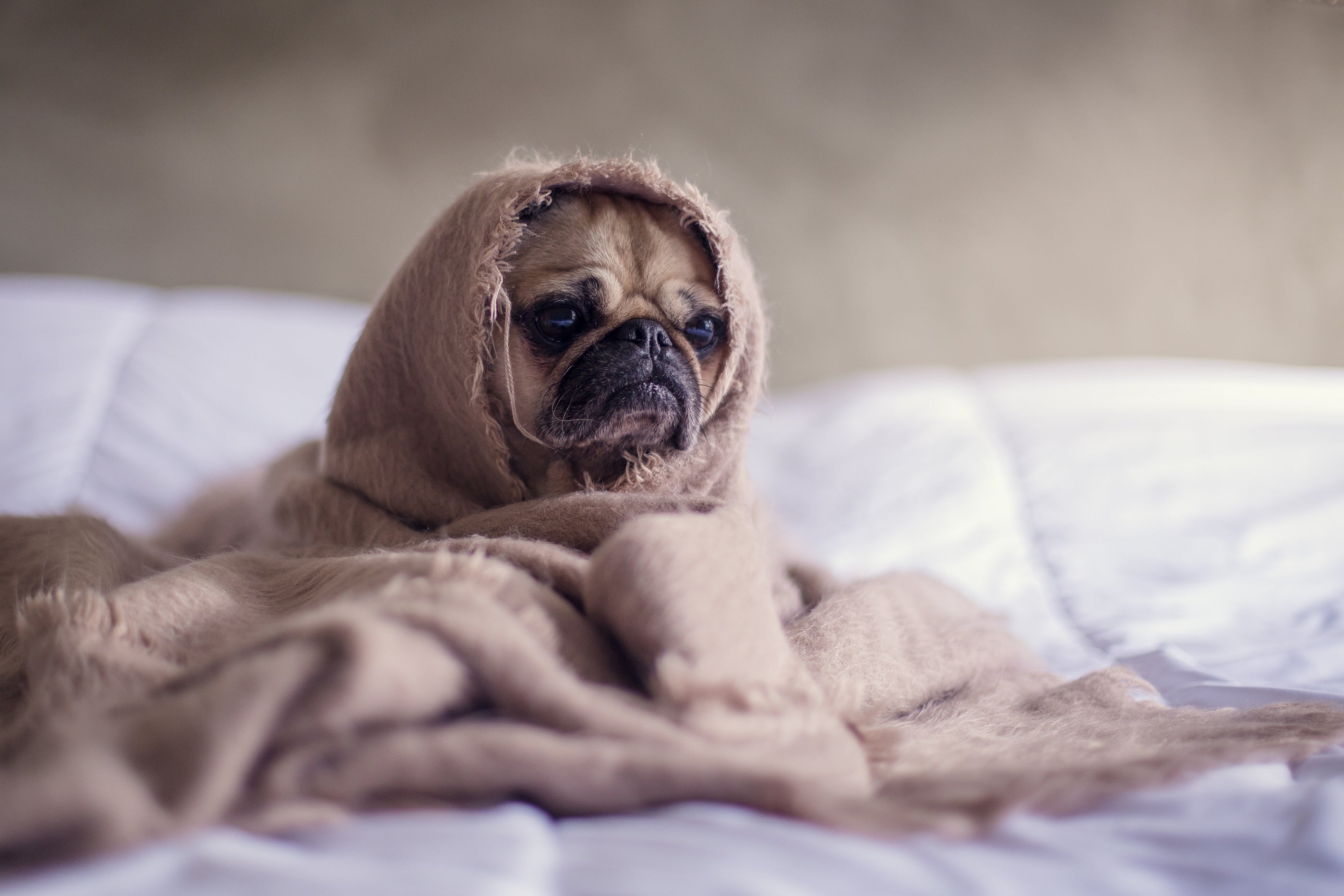 Pug dog wrapped in a blanket