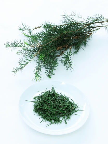 Fresh tea tree leaves sitting in a dish next to a branch of tea tree