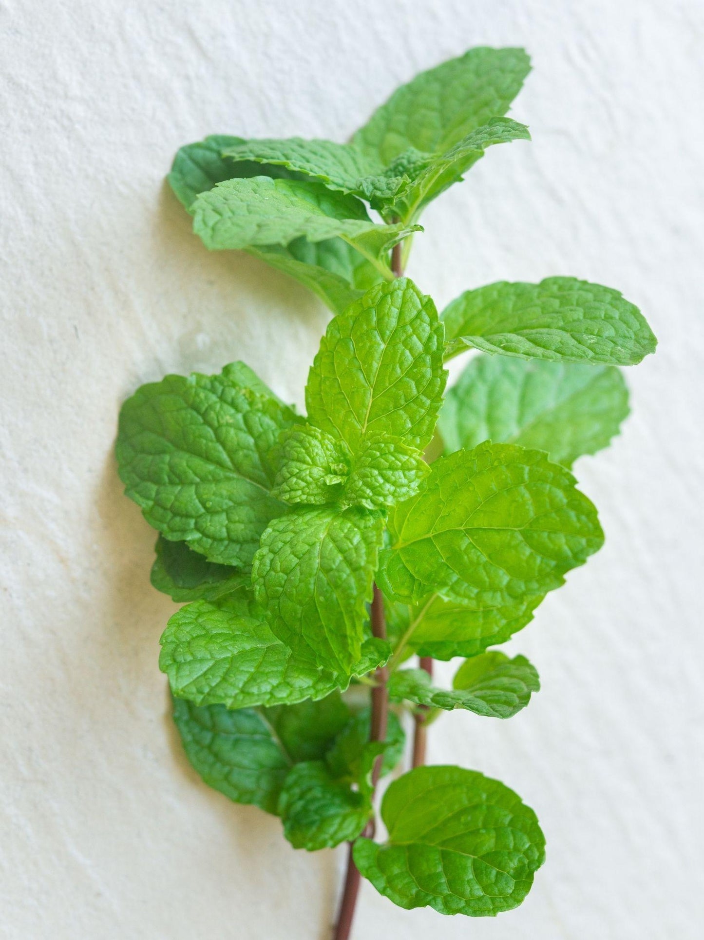 Sprig of Peppermint