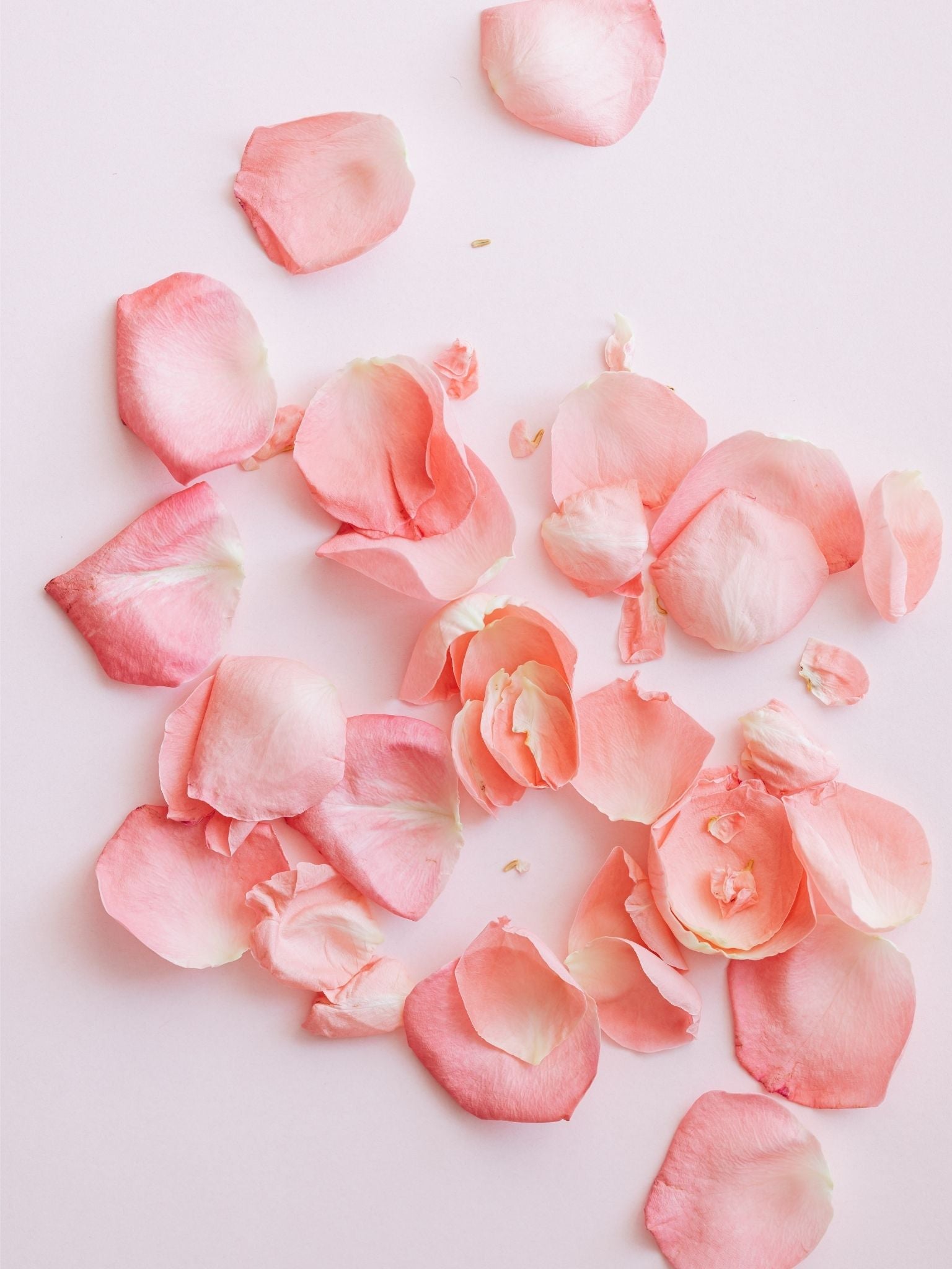 Rose Petals